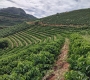 What Is Coffee Traceability? Why Knowing Where Your Coffee Comes From Matters