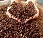 How to Choose Good Coffee Beans | A Simple Guide from Cau Dat Bean