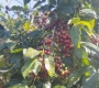 Sourcing Premium Vietnam Arabica? Why Global Buyers Are Turning to Cau Dat Bean