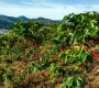 Red Basalt Soil – The Hidden Secret Behind Great Cau Dat Coffee