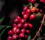 What Is Inside a Coffee Cherry? A Guide to Coffee Bean Anatomy