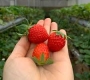 Da Lat Strawberries – Fresh, Sweet, and Full of Flavor 🍓