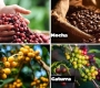 Coffee Varieties Explained: Typica, Bourbon, Caturra & Catimor