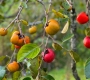Why Persimmons Thrive in the Highlands of Da Lat