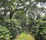 Why Shade Matters in Coffee Farming
