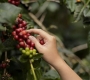 The best Vietnamese Coffee: Cầu Đất Bean Specialty Arabica from Đà Lạt