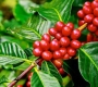 Why Are Some Coffee Cherries Sweeter Than Others?