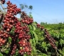 Giá cà phê, tin thị trường cà phê cập nhật liên tục