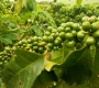 What Happens When Coffee Is Roasted?