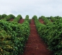 What Is Coffee Terroir? How Place Shapes Coffee Flavor