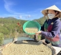 Why Coffee Sorting Matters | Green Coffee Quality Guide