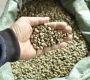 What Does Screen Size Mean in Green Coffee Beans?
