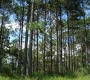 Why Pine Forests Are an Icon of Da Lat