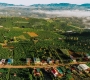 How Coffee Changed Da Lat Over the Last 100 Years