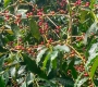 Wholesale Vietnam Typica Coffee: Rare Heirloom Arabica from Cau Dat