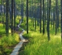 The Hidden Role of Pine Forests in Da Lat