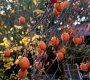 Persimmons in Da Lat – Sweetness That Arrives Slowly 🍊
