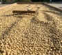 What Is Coffee Parchment? From Coffee Cherry to Green Bean