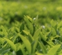 Why Do Tea Leaves Grow More Slowly in the Highlands?