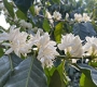 The new coffee flower season is coming!!!