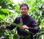 Chàng trai 8x lên phố núi Đà Lạt liên kết với các nông hộ trồng 100ha cà phê hữu cơ