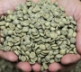Cau Dat Arabica Green Coffee Beans: Premium High-Altitude Coffee from Vietnam