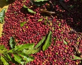 Robusta high quality