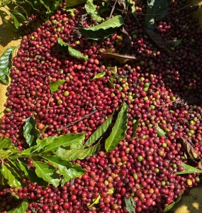Robusta high quality