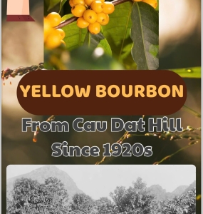 Yellow Bourbon hạt xay