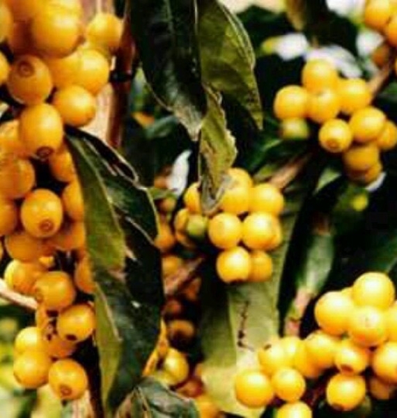 Yellow bourbon