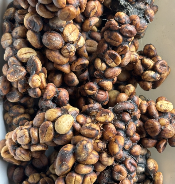 Civet Coffee