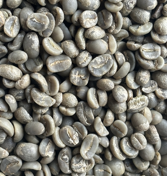 Caudatbean  Arabica