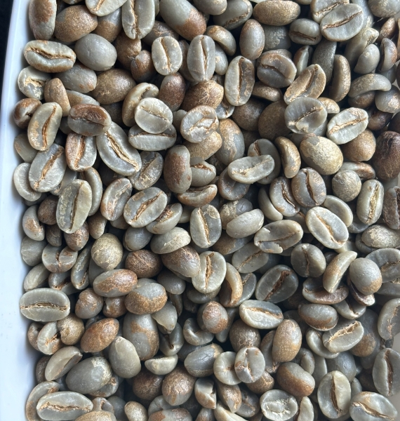 ARABICA