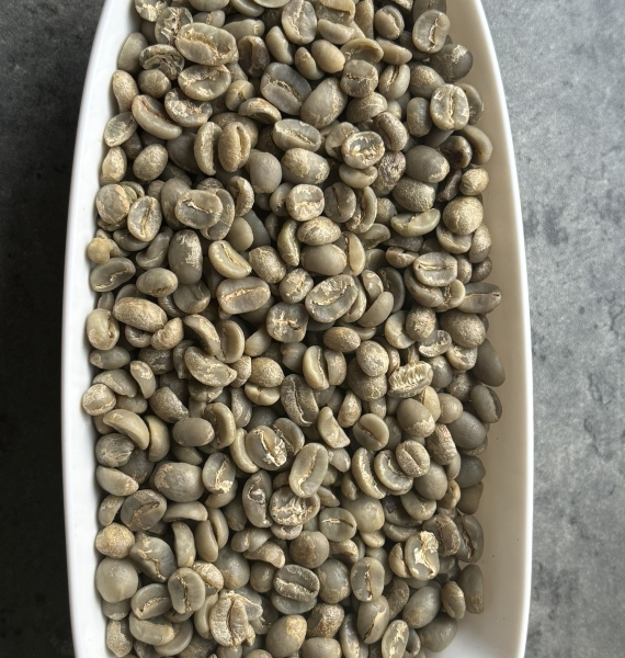 Caudatbean  Arabica