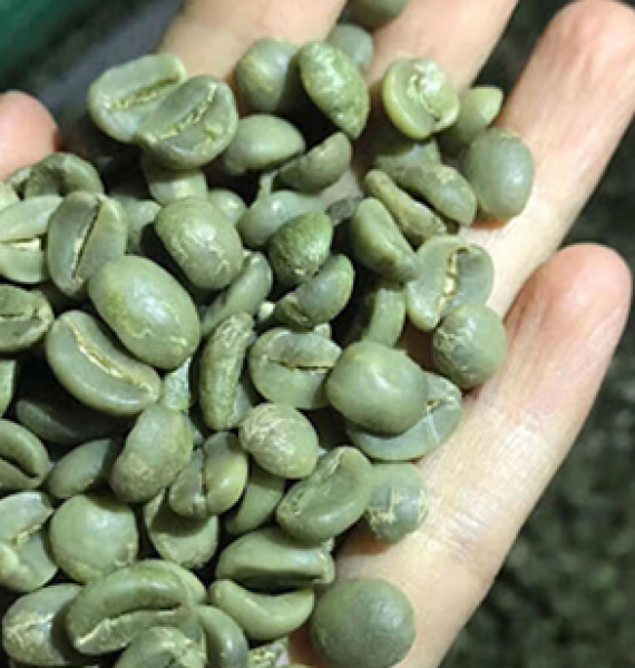 ARABICA MOKA