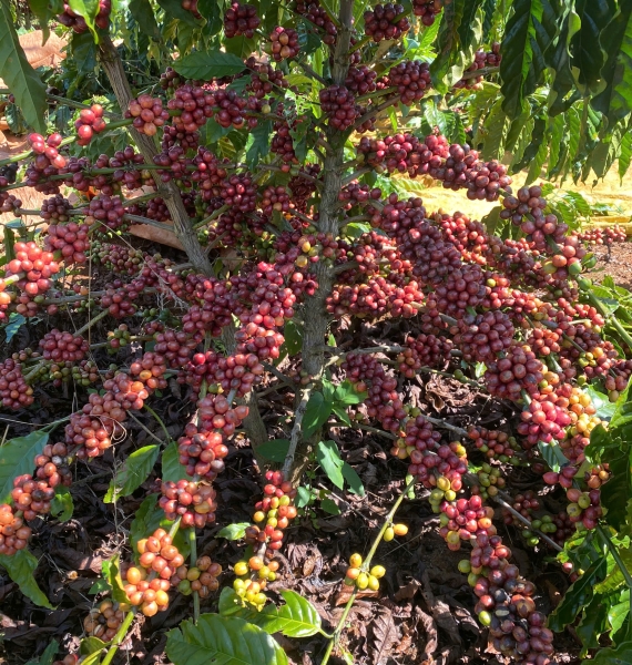 SPECIAL Vietnamese Coffee