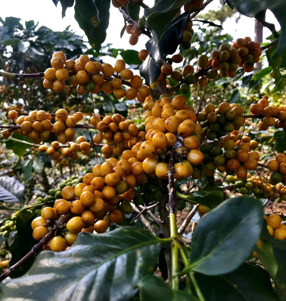 CAU DAT BEAN BLEND Coffee