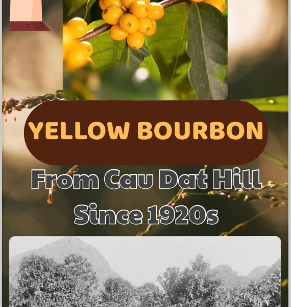 Yellow Bourbon hạt xay
